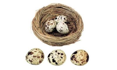 鵪鶉蛋