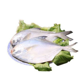 鯧魚.jpg