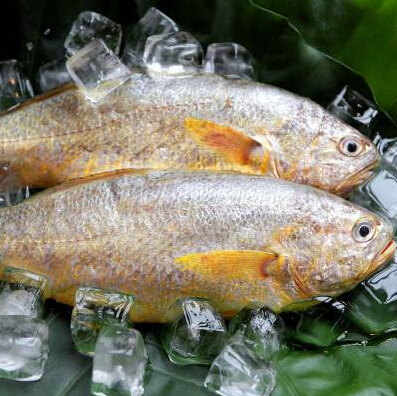 大黃魚.jpg